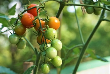 A bunch of Cherry Tomato both ripe and raw hanging on the vine on the soft focus garden background, Summer in GA USA.
