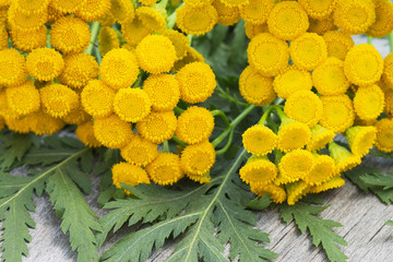 Medicinal Herbs. Tanacetum vulgare (common tansy) is a medical herb. A bouquet of wildflowers. Tansy close-up on a wooden background. Pharmacy herb. Yellow flowers.