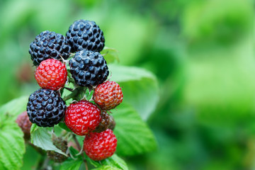 Blackberry bush. A branch of black raspberries on a green background.