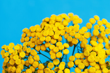 Tansy against the sky. Yellow flowers close-up on a blue background. Medicinal herbs. Sample of contrasting color. Tanasetum. A bouquet of pharmacy herbs.