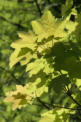 Fresh Maple Foliage on the Flumserberg