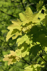 Fresh Maple Foliage on the Flumserberg