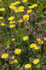 Alpine flowers on Flumserberg: Hawkbit and Thyme © elliottcb