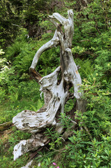 Fototapeta na wymiar Tree stump on Flumserberg