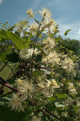 Wild Clematis flowering in industrial estate, Swiss Alps