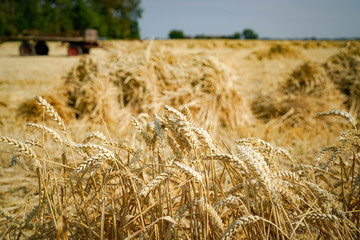 Getreideernte wie früher, Getreidehocken und alter Erntewagen im Hintergrund