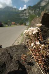 Alpine Stonecrop on Roadside Wall, Swiss Alps