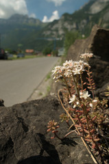 Alpine Stonecrop on Roadside Wall, Swiss Alps