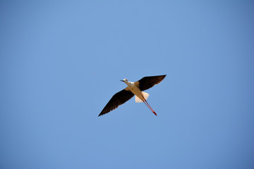 stork in the sky
