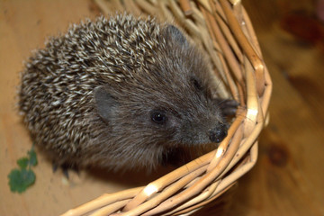 hedgehog in the basket