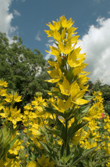 Lysimachia vulgaris; yellow loosestrife on Swiss garden wall