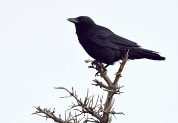 closeup of an American Crow on the top of a tree, white background 