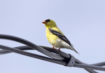 closeup of a American Goldfinch on perched on wires, blue sky background 
