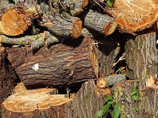 Natural Firewood texture background