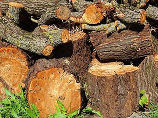 Natural Firewood texture background