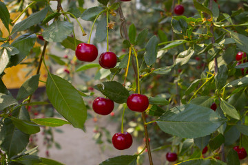 Ripe cherries on a branch