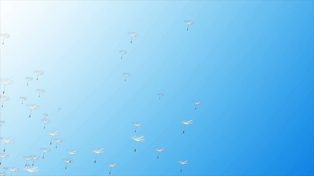 flying dandelion against the sky