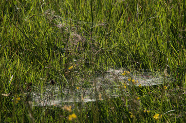 Spider webs catching the evening light on the Maltinawiese, Flums