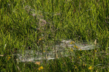 Spider webs catching the evening light on the Maltinawiese, Flums