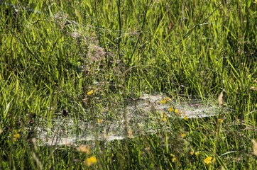 Spider webs catching the evening light on the Maltinawiese, Flums