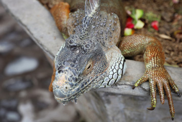 Green iguana pet. Close up on brown american iguana.