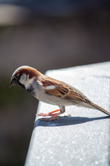 Spatz
