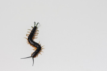 black terrestrial centipede insect with yellow feet