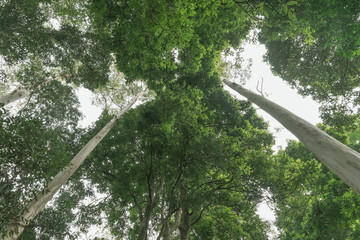 Rainforest canopy above converging lines of eucalyptus tree trunks