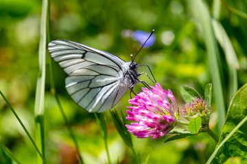 Fototapeta premium Schmetterling