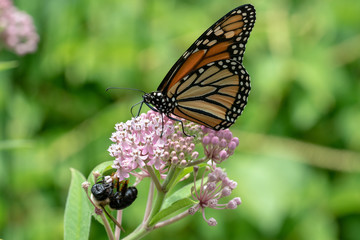 Monarch and Friend
