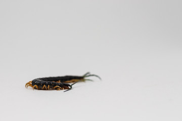 black terrestrial centipede insect with yellow feet