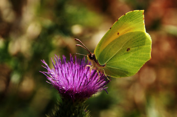 Coleas crocea; clouded yellow butterfly at flower
