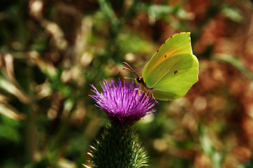 Coleas crocea; clouded yellow butterfly at flower