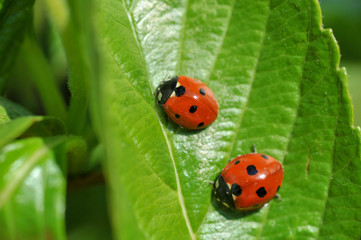 coccinelles
