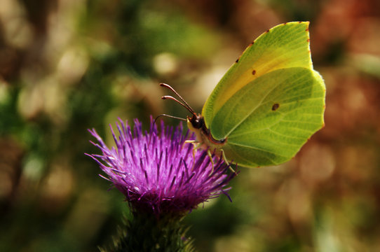Coleas crocea; clouded yellow butterfly at flower