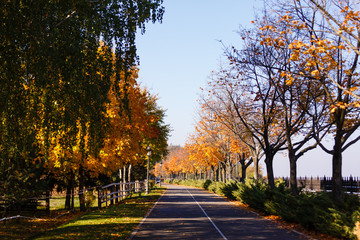 Beautiful romantic alley in a park with colorful trees and sunlight. autumn natural background