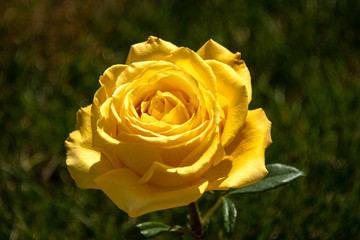 yellow rose 