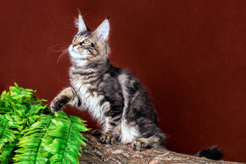 Pretty maine coon kitten  sitting on stump on brown background