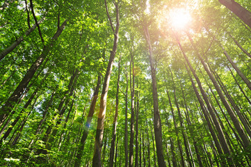 Obraz na płótnie Canvas Green Forest bright sun sunburst