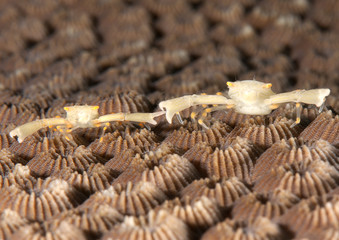 Two crowned coral crab ( Quadrella coronata) resting on coral of Bali, Indonesia