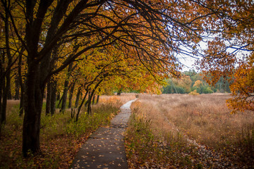 Fototapeta premium a concrete road through the autumn countryside