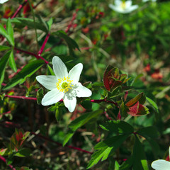 white forest flower on a background of green leaves