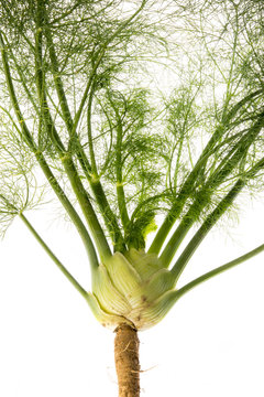 fresh fennel - Foeniculum vulgare isolated on a white background