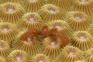 Orang-utan crab ( Achaeus japonicus ) resting on corals of Bali,Indonesia