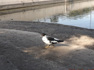 Fototapeta premium Duck taking a walk on sidewalk by lake.