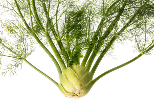 fresh fennel isolated on a white background