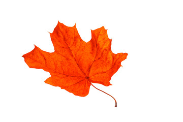 Red maple autumn leaf isolated on white background