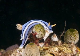 Loch's chromodoris ( Chromodoris lochi ) crawling on corals of Bali, Indonesia