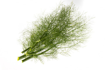 fresh fennel isolated on a white background