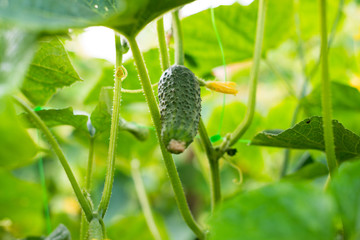 Green cucumber on the cucumber vine